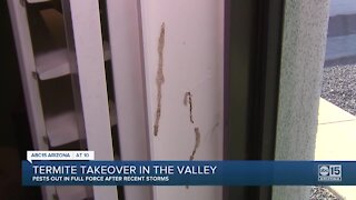 Valley homeowners facing invasion of termites following monsoon storms