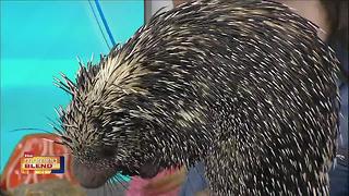 Visit Tampa Bay: Porcupine