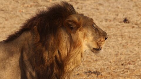 Asiatic Lion India Lion Mammal Wildlife Wild