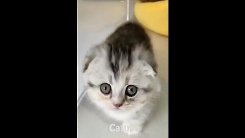 viral, Funny cats, and dog ,video funniest ,animals eve