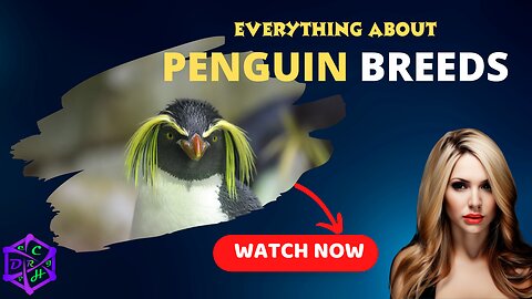 Top 10 breeds of penguins