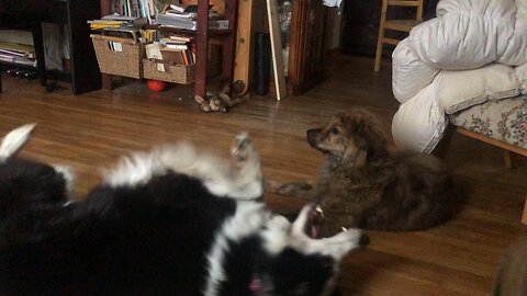 Baby Golden Retriever Vs Adult Collie