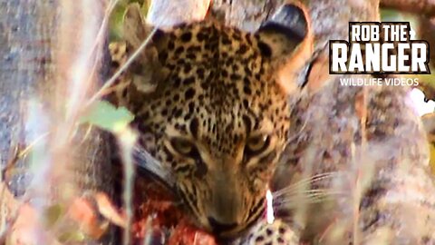 Leopard Family With A Duiker Meal | Archive Footage