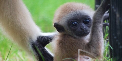 cute baby gibbon playing-FUNNY animals