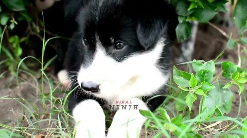 Cute puppy dog eating plants | funny animals