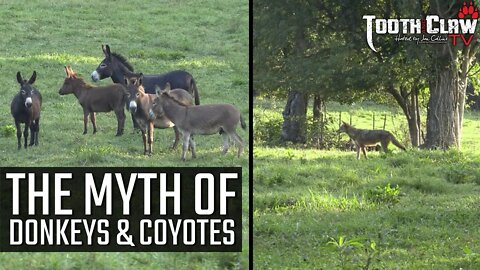 The Myth Of Donkeys and Coyotes - Coyote Hunting