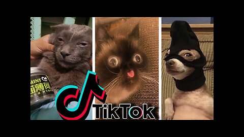 Funniest TikTok Dogs and Cats - Try Not to Laugh with TikTok Animals 2020