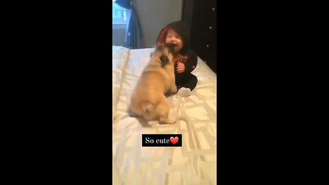 cute dog playing with cute baby