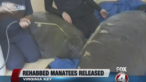 Rehabbed manatees released