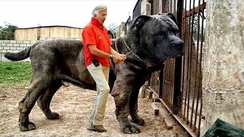 20 Most Illegal Dog Breeds in the World