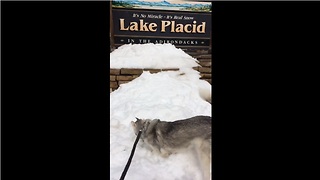 Husky finds snow in summer, goes ballistic