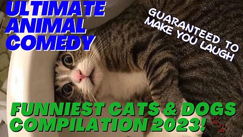 ULTIMATE Animal Comedy: Funniest Cats & Dogs Compilation 2023! 🐾 Guaranteed to Make You Laugh
