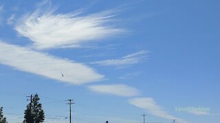 Crazy Cloud Cam | Image Set 161 | Seagull