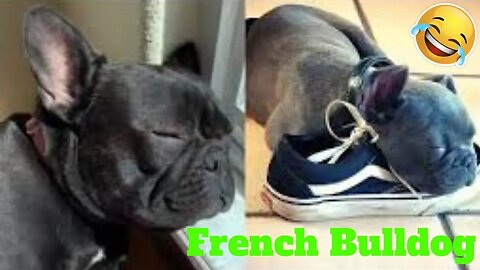 💥The Cutest French Bulldog Puppies Viral Weekly LOL😂🙃 | Funny Animal Videos💥👌