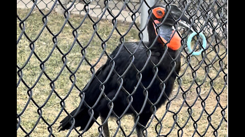 Strange Bird Won't Let Go of Toy