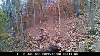 More Turkeys 11-3-2022