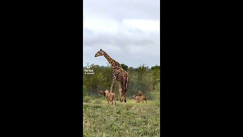 loin attacks Giraffe