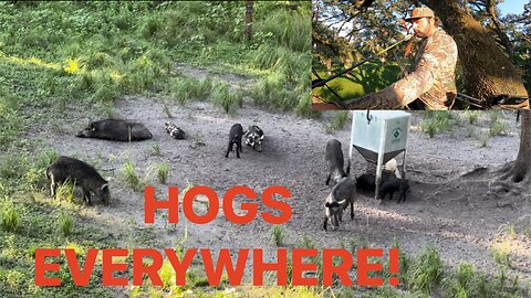 Bow hunting hogs in central Florida.