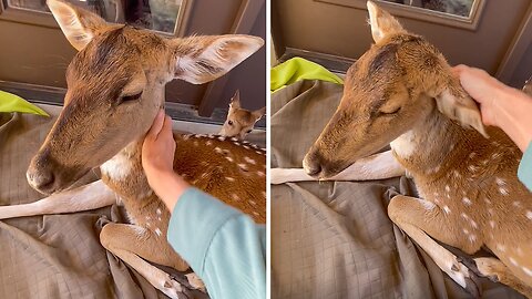 Sweet Mama Deer Embraces Gentle Petting