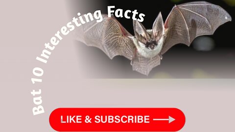 Bat 10 interesting facts 🤔