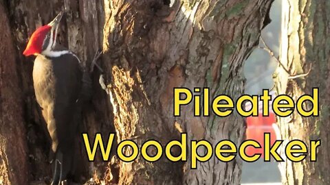 Pileated Woodpecker on a Maple Tree - Wild Bird House Backyard Bird Watching!
