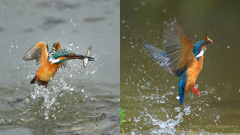 kingfisher bird catching fish