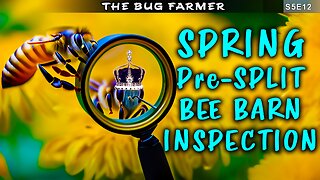 Looking for Queen Cells to Stop Spring Swarms | Inspecting the Bee Barns