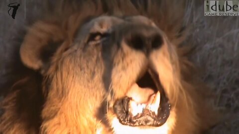 Powerful, Amazing, Close Up Lion Roar in HD!