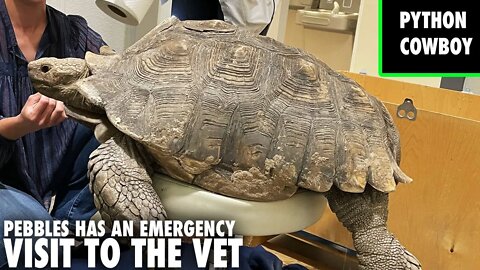 Pebbles My 45 Year Old Tortoise Has An Emergency Visit To The Veterinarian