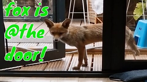 🦊London urban fox comes to look inside the house via the back door.