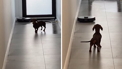 Dachshund protects house from "evil" vacuum