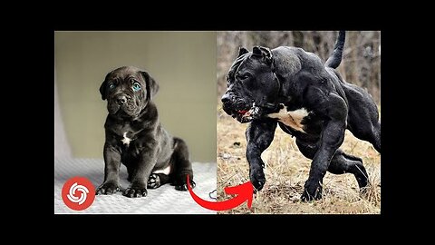 I'm A Big Kid Now - Dogs And Baby Cute Animals Grow Up