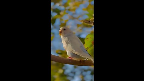 Albino Birds | White Albino bird beautiful clip