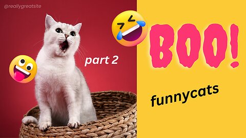 funny cat part 2