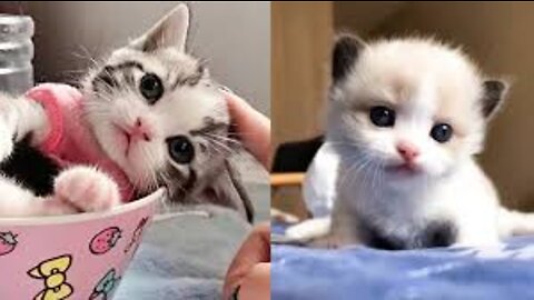 Baby Cat Cute&Funny Video 😻😻