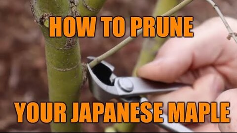 How to Prune A Japanese Maple - JAPANESE MAPLES!