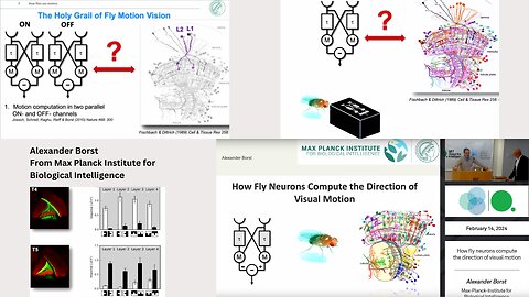 Alexander Borst - Max Planck Institute for Biological Intelligence Presents Visuals Motion in Fly