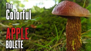 Apple Bolete | Bright Red Mushroom | Foraging in Appalachia