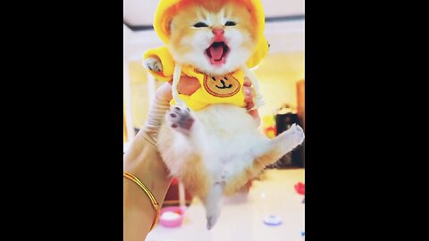 Why this lovely and cutest cat is crying please tell me in a comment🤔🤔#viral