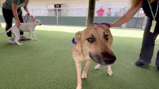 Palm Beach County Animal Care and Control remains packed with pets in need of good homes