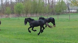 Horses play in the rain just like little kids