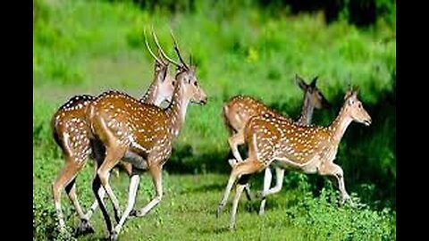 Deer meeting in jungle | jungle animals | animals life in forest.