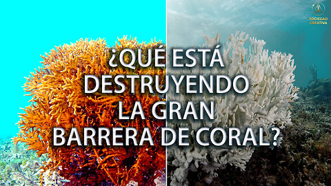 ¡La Gran Barrera de Coral está en peligro!