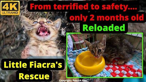 A 2 month old terrified kitten rescued - I got a heart attack 2 weeks later! Meeting Fiacra
