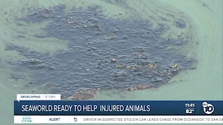 SeaWorld San Diego ready to help animals after Orange County oil spill