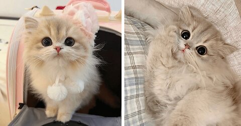 😍 Cute Cat | Kitten | Sleeping | Big eyes | 2024 😍