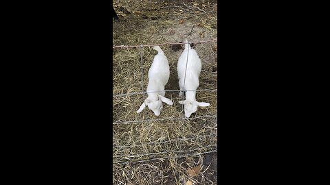 Kid Goats 🐐 #ChamberlinFamilyFarms #Baby #goats #farmanimals