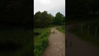 Walking behind some Canadian Geese