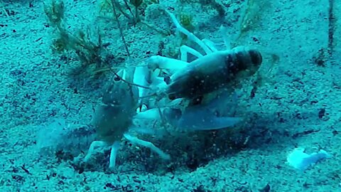 Small creatures have a huge battle at the bottom of this Canadian lake