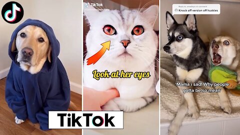 Cute and Funny Animal Tik Toks to Brighten Up your Day🥰🤣 ~ Funny Part 1